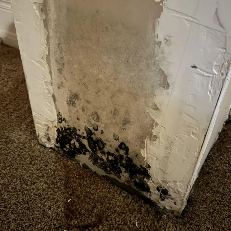 Professional Mold Removal in Jackson County, AR